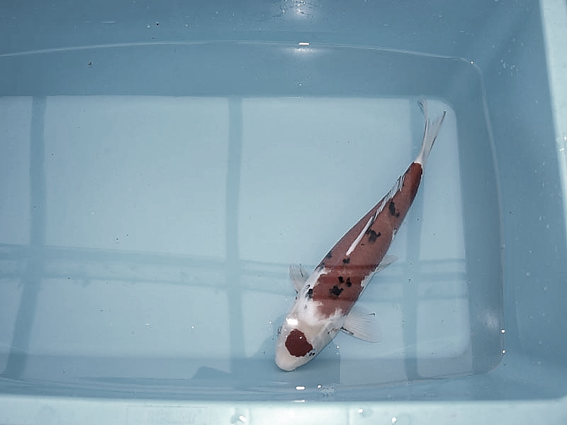 Killikus&reg; Fotographie